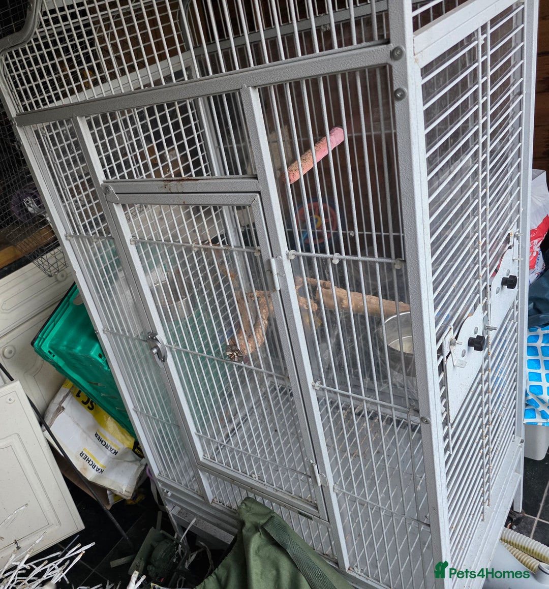 Parakeets birds for sale: Handreared Yellow Quaker - Advert 2