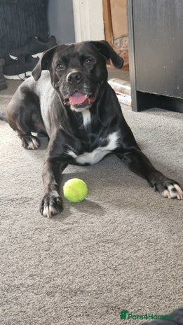 Mixed Breed dogs - Advert 14