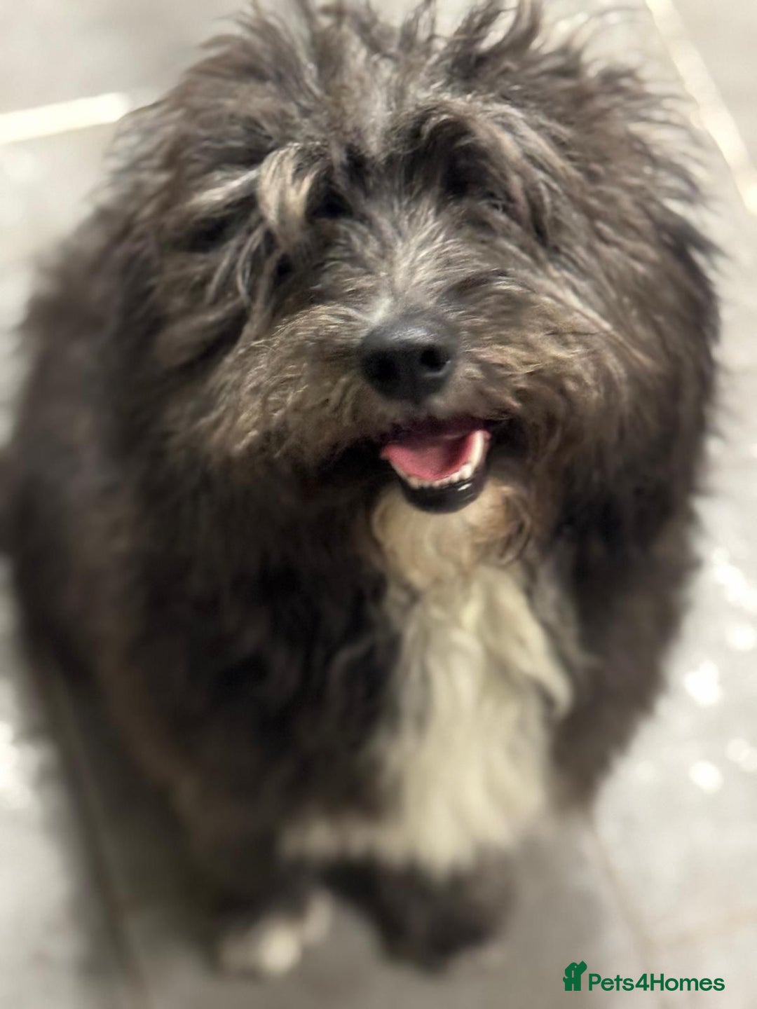 Mixed Breed dogs for adoption: Beautiful Jennifer needs a loving home - Advert 4