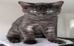 Selkirk Rex cats for sale: 😻 Stunning Selkirk Rex Mix Kittens 😻 - Image 13