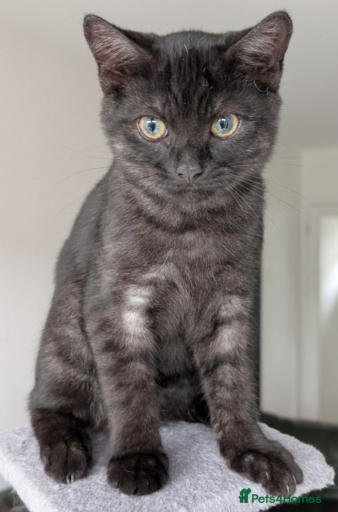 Selkirk Rex cats for sale: 😻 Stunning Selkirk Rex Mix Kittens 😻 - Image 13