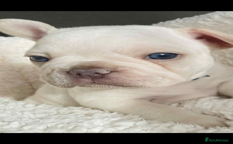 French Bulldog dogs KC registered puppies for sale - Advert 1