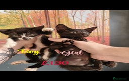 Mixed Breed cats for sale: 6 KITTENS FOR SALE READY FOR COLLECTION - Image 3