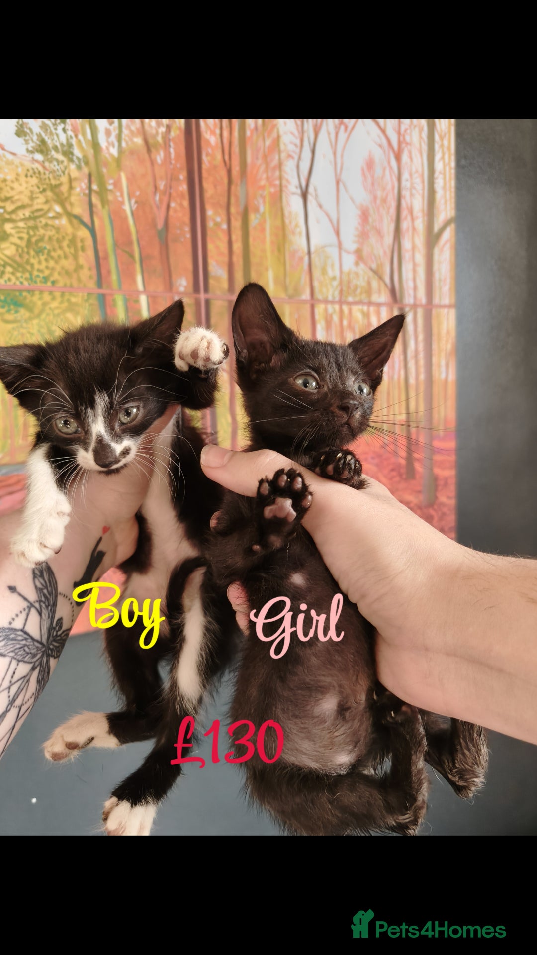 Mixed Breed cats for sale: 6 KITTENS FOR SALE READY FOR COLLECTION - Image 3
