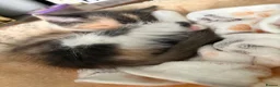 Mixed Breed cats for sale: Our chocolate kitties!!! in Cardiff - Advert 8