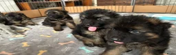 German Shepherd dogs for sale: Stunning GSD working line puppies  - Advert 22