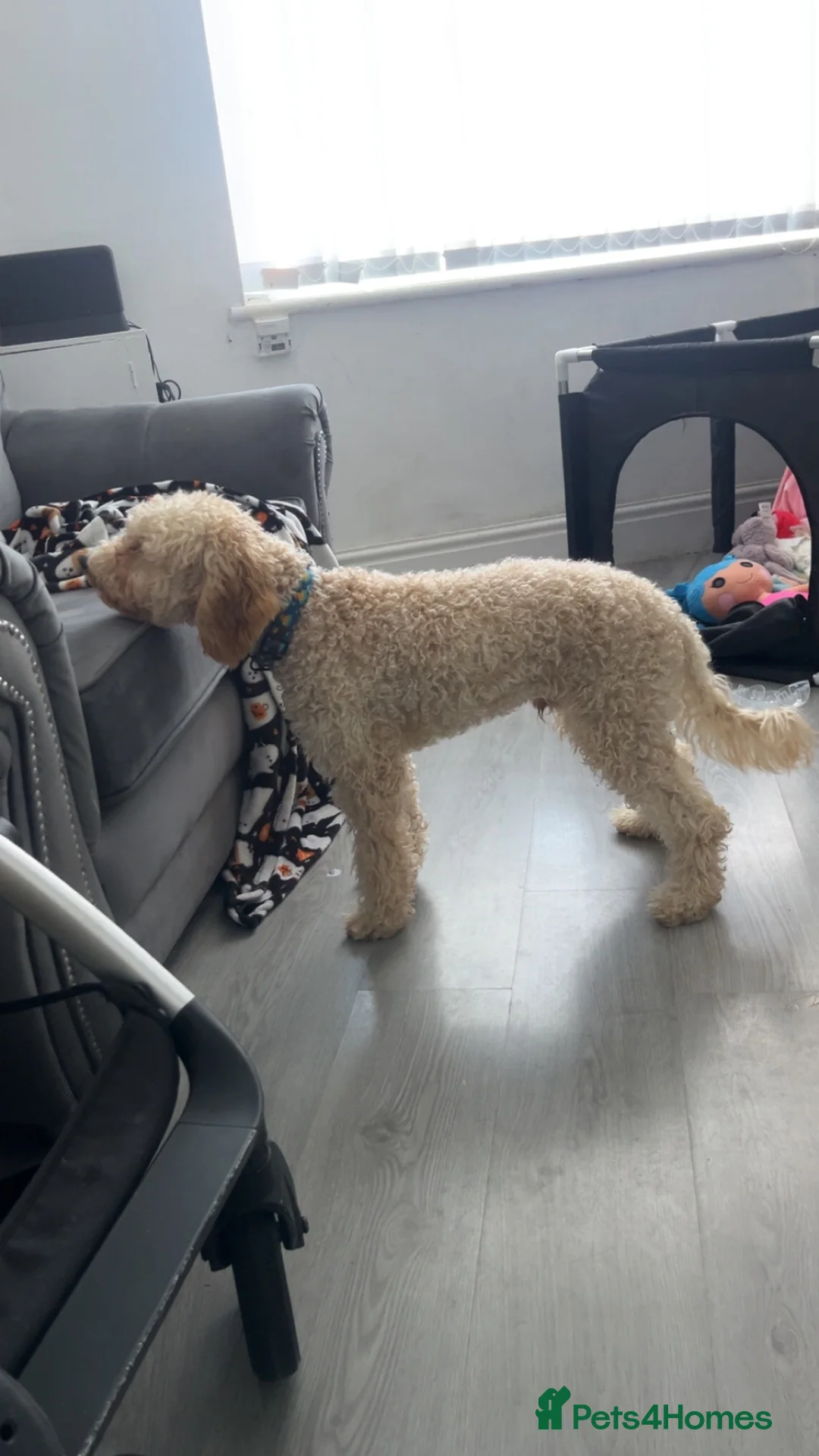 Poodle dogs for sale: Poodle rehoming in Birkenhead - Advert 2