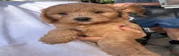Cockapoo dogs for sale: Cockapoo puppies F1B - Advert 18
