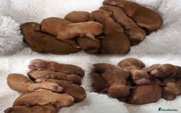 Cavapoo dogs for sale: Deep red F1 Toy Cavapoo puupies  - Image 2