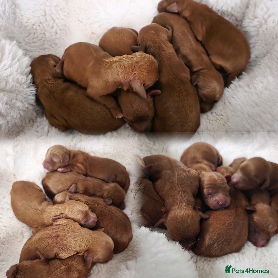 Cavapoo dogs for sale: Deep red F1 Toy Cavapoo puupies  - Image 2