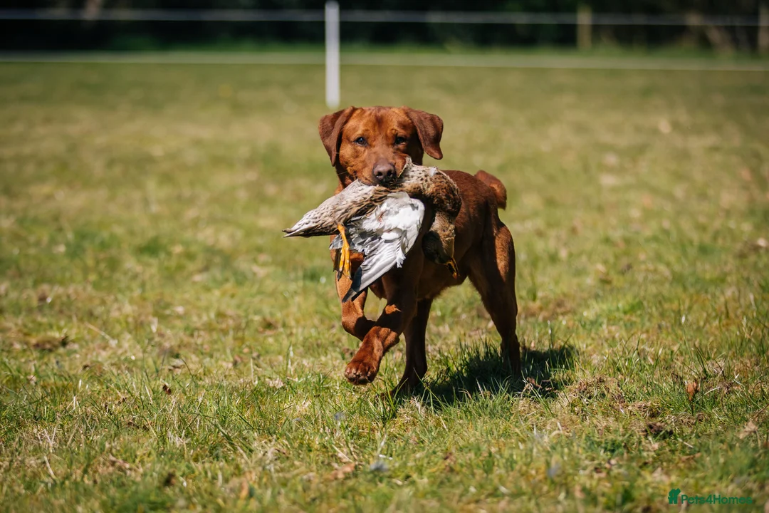 Labrador Retriever dogs for sale: KC Registered, Fox Red Labrador Retriever Puppies - Advert 14