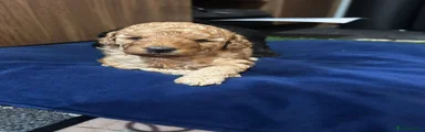 Toy Poodle Puppy 2