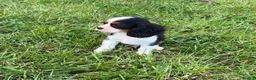Cavalier King Charles Spaniel dogs for sale: Beautiful Cavalier Puppies Looking for Forever in Ashford - Advert 24