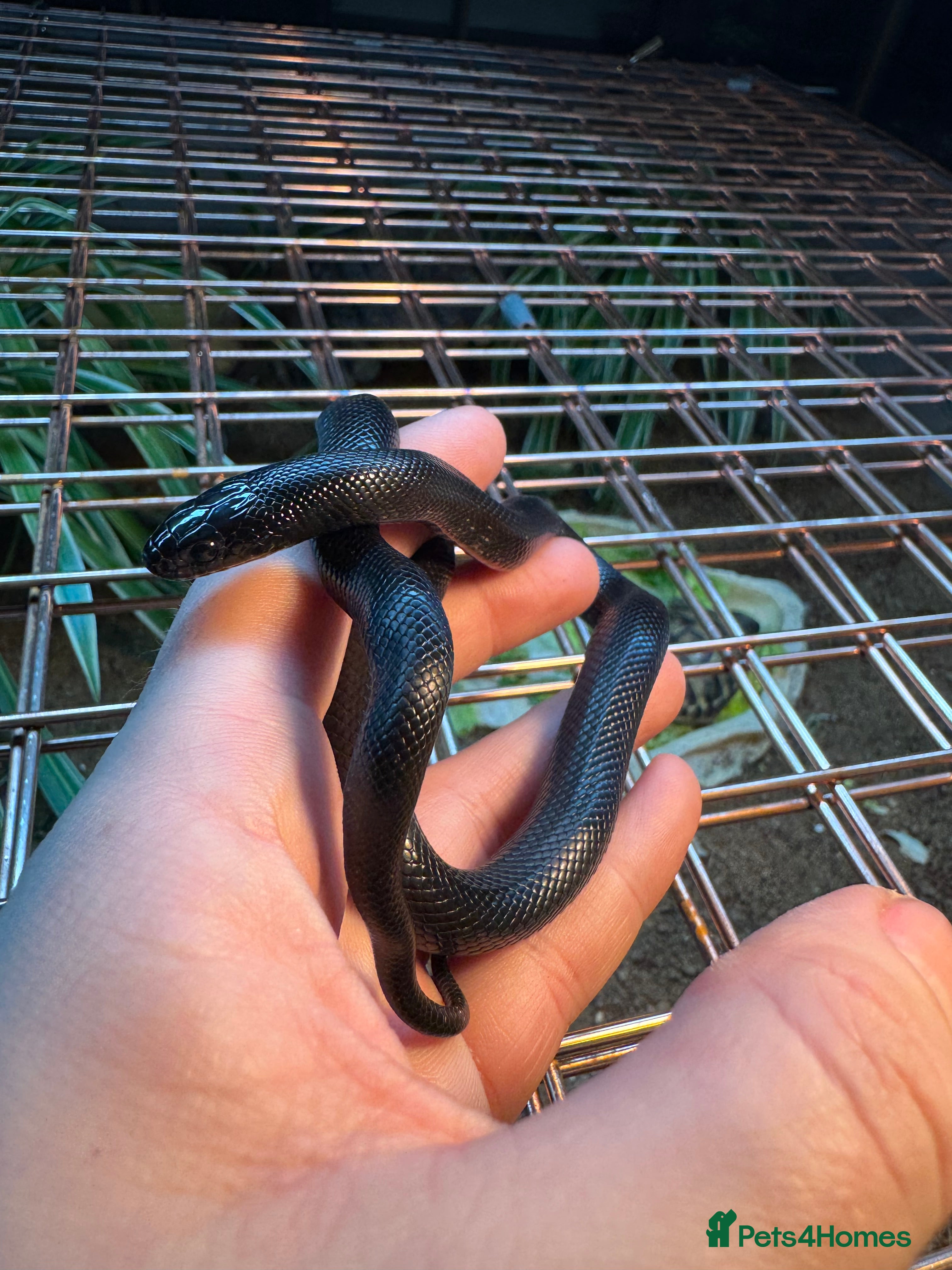 King Snake reptiles Florida Brooks King snake,Mexican Black Kingsnake - Advert 1