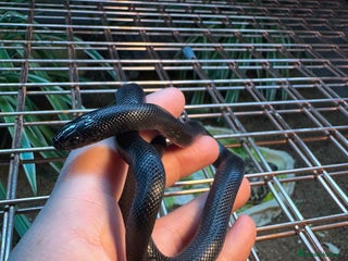 King Snake reptiles Florida Brooks King snake,Mexican Black Kingsnake - Advert 7