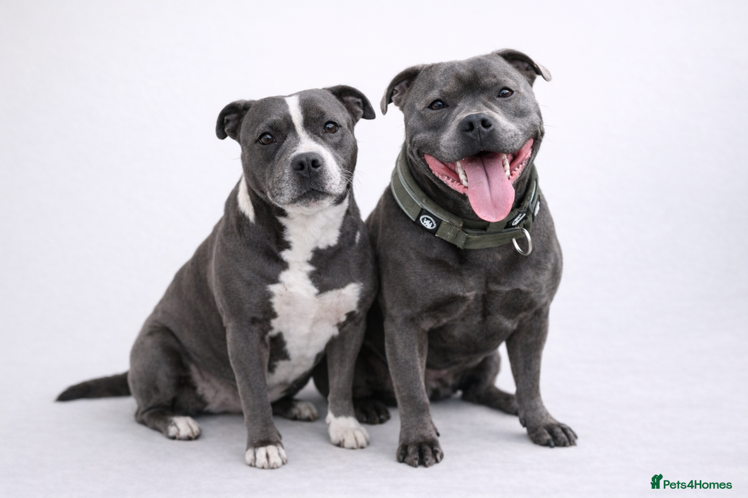 Staffordshire Bull Terrier dogs 👉 KC Blue Staffy Puppies – DNA Clear🔥 - Advert 10