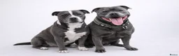 Staffordshire Bull Terrier dogs for sale: 👉 KC Blue Staffy Puppies – DNA Clear🔥 - Advert 2