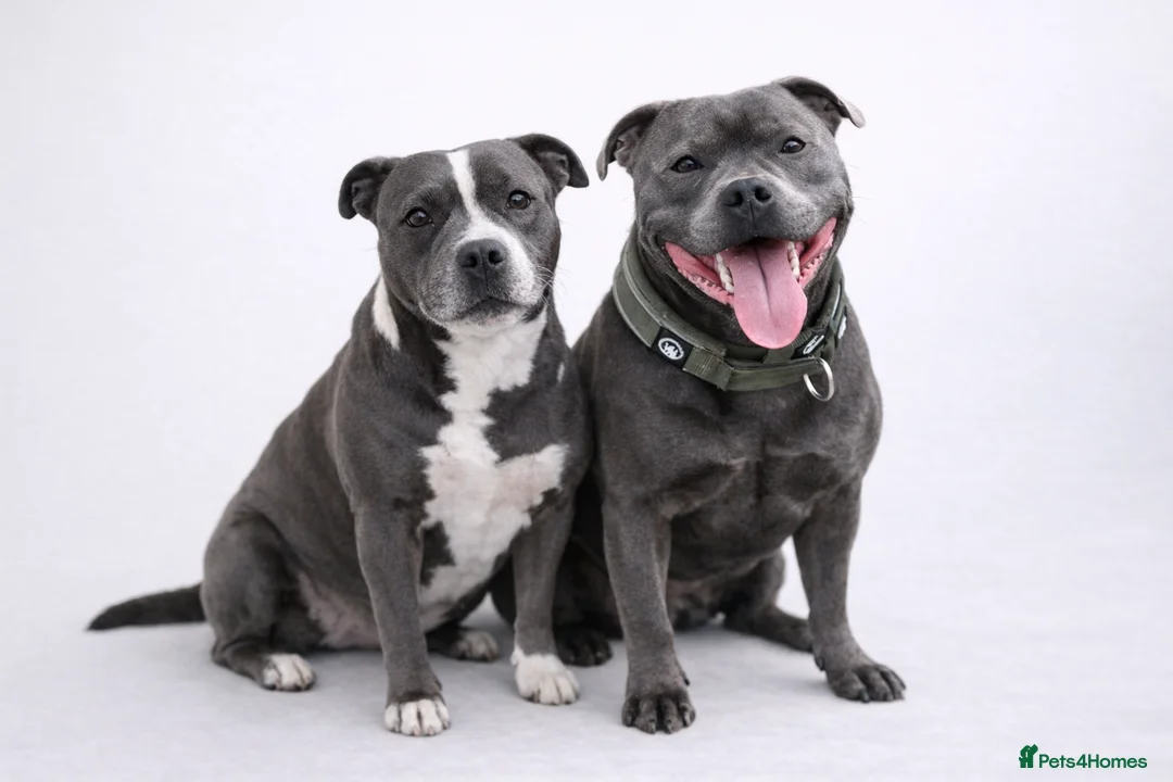 Staffordshire Bull Terrier dogs for sale: 👉 KC Blue Staffy Puppies – DNA Clear🔥 - Advert 2