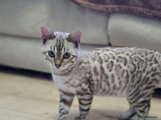 Bengal cats Gorgeous Tica registered bengal boys - Advert 2