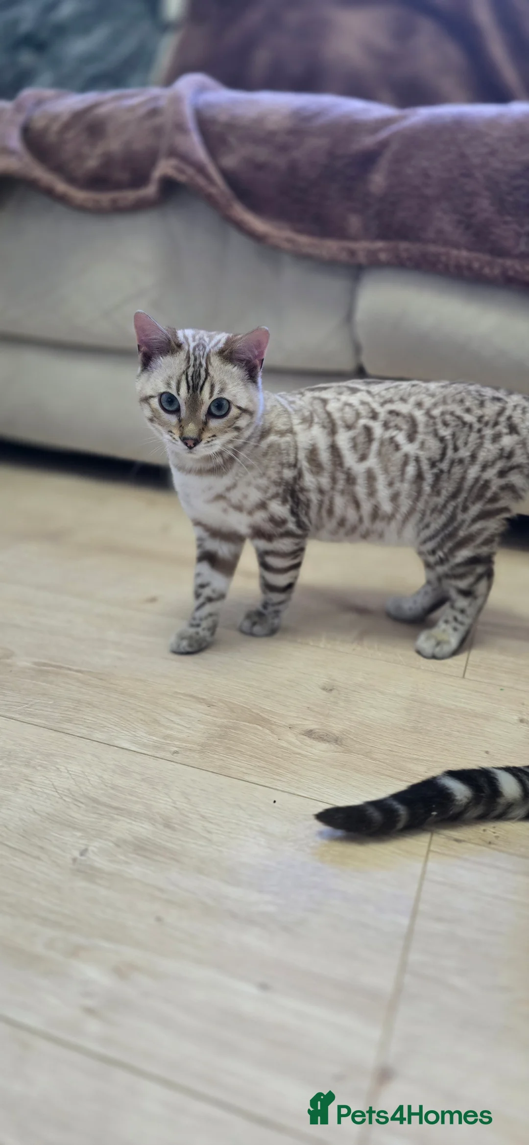 Bengal cats for sale: Gorgeous Tica registered bengal boys - Advert 1