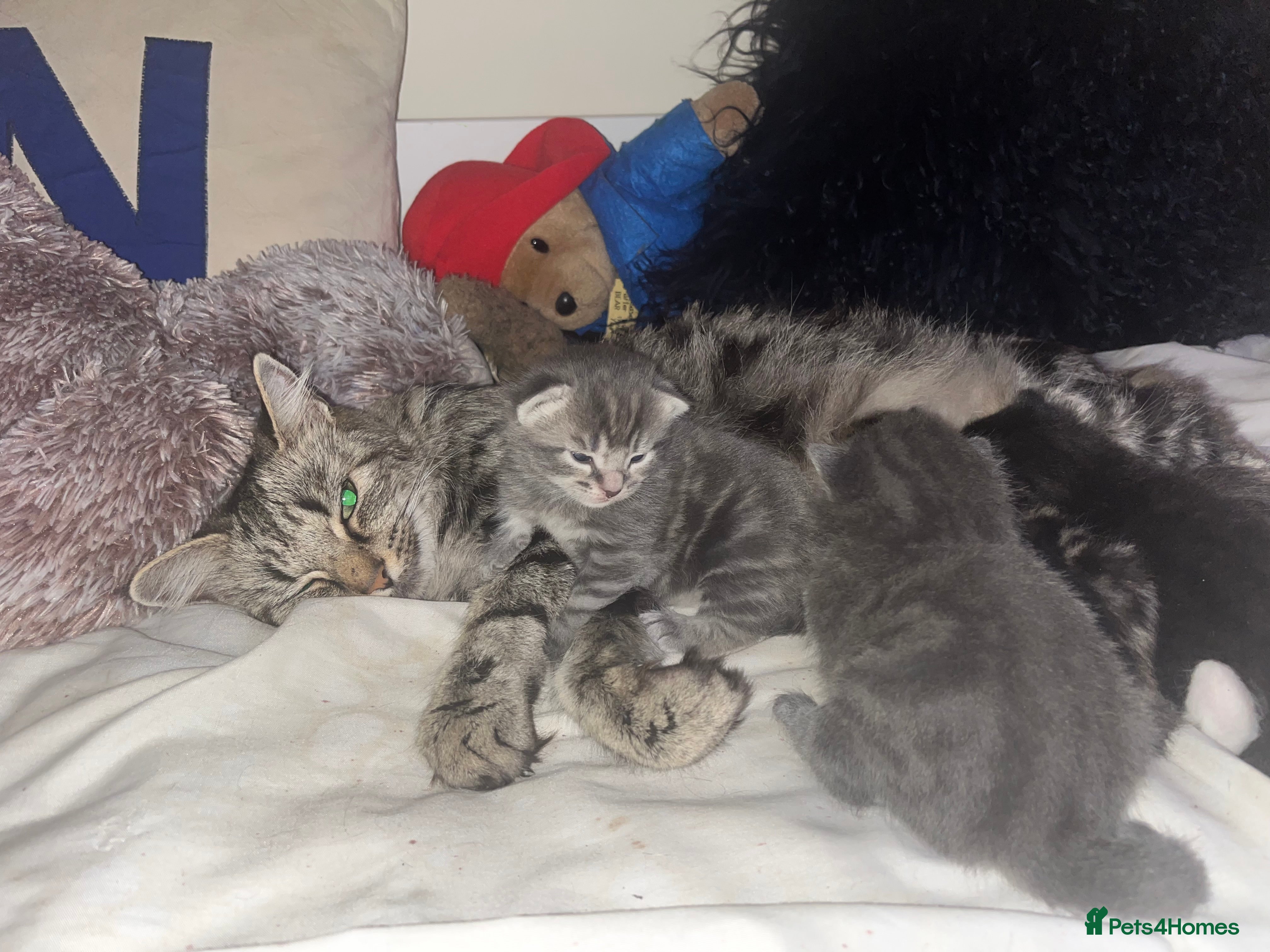 British Shorthair cats 4 kittens are available now  - Advert 12