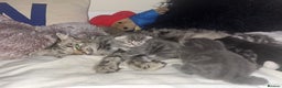 British Shorthair cats for sale: 4 kittens are available now  - Advert 1