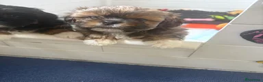 Shih Tzu 1