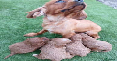 Cavapoo dogs Red cavapoo pups - Advert 7