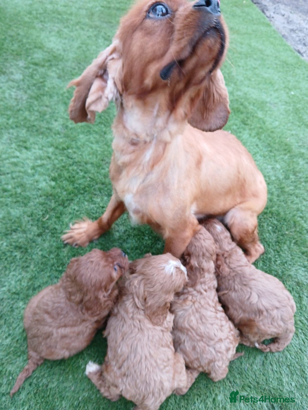 Cavapoo dogs for sale: Red cavapoo pups - Advert 3