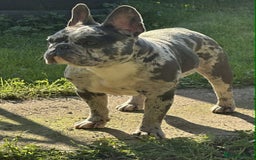 French Bulldog dogs for sale: French Bulldog Girl  - Advert 5