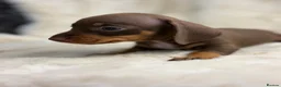 Miniature Dachshund dogs for sale: Beautiful dachshund puppies  - Advert 6