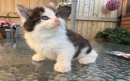 Mixed Breed cats for sale: GORGEOUS LONGHAIRED KITTENS FOR SALE!! - Image 7