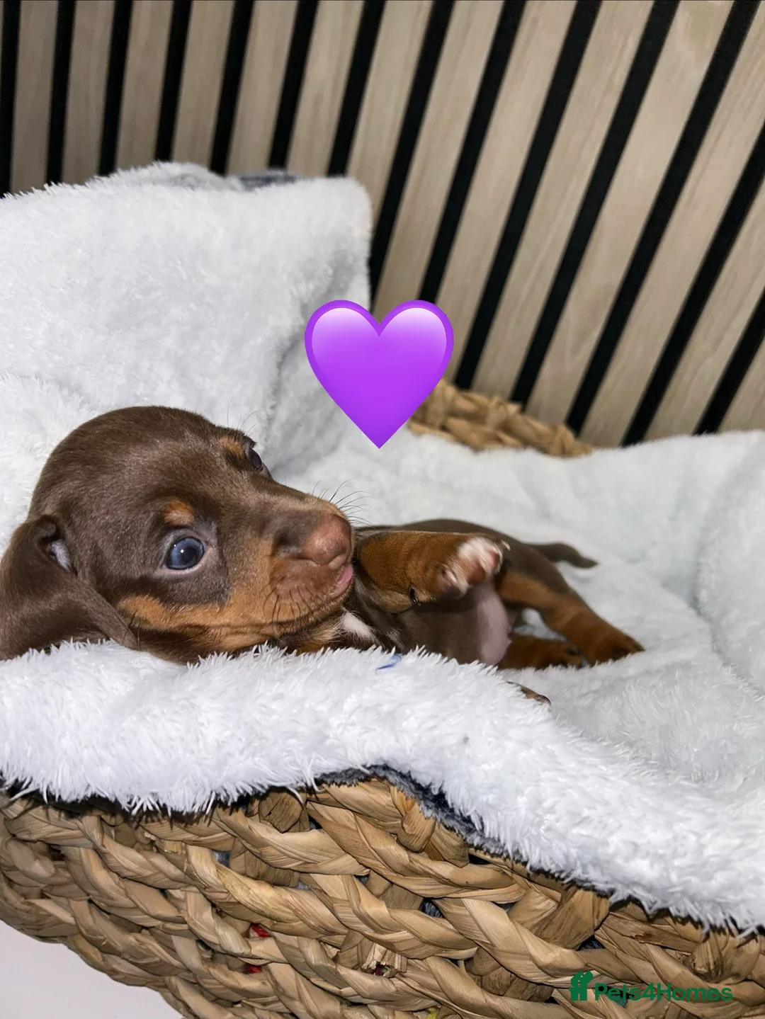 Miniature Dachshund dogs for sale: 4 beautiful miniature dachshund puppies - Advert 19