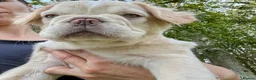 French Bulldog dogs for sale: Ready NOW Adorable Fluffy French Bulldog Puppies - Advert 5