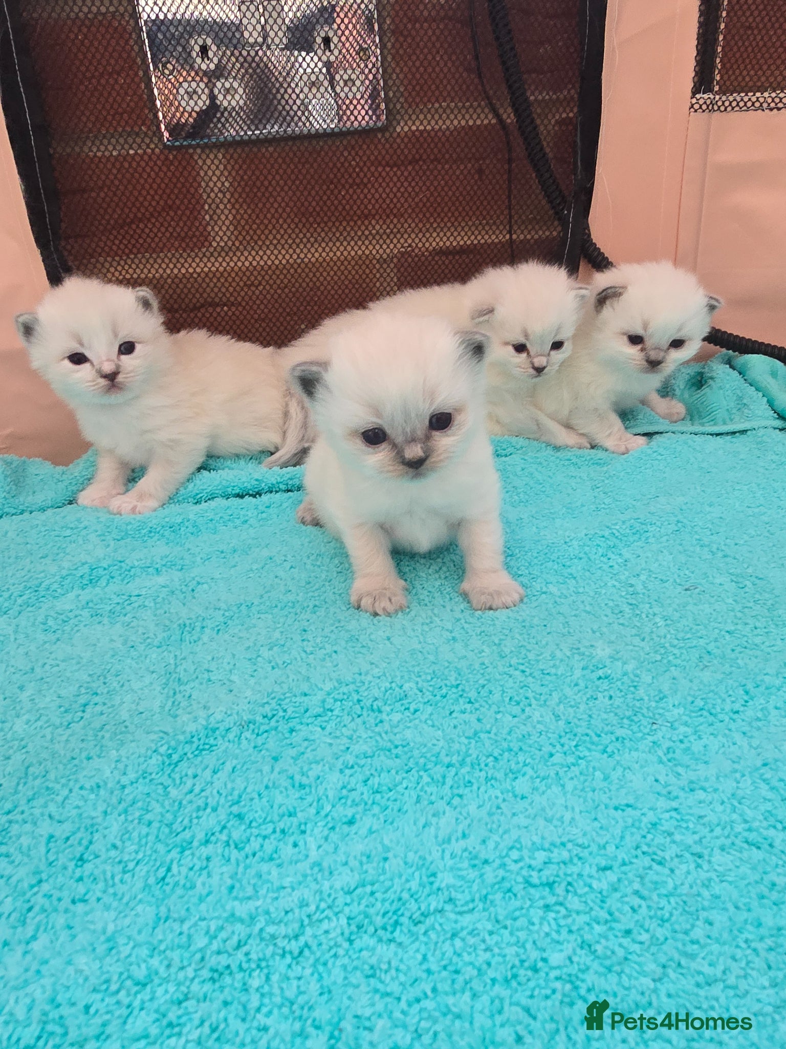 Ragdoll cats Stunning European bloodline kittens  - Advert 2