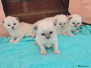 Ragdoll cats Stunning European bloodline kittens - Advert 2