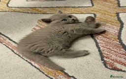 British Shorthair cats for sale: Kittens for sale - Image 9