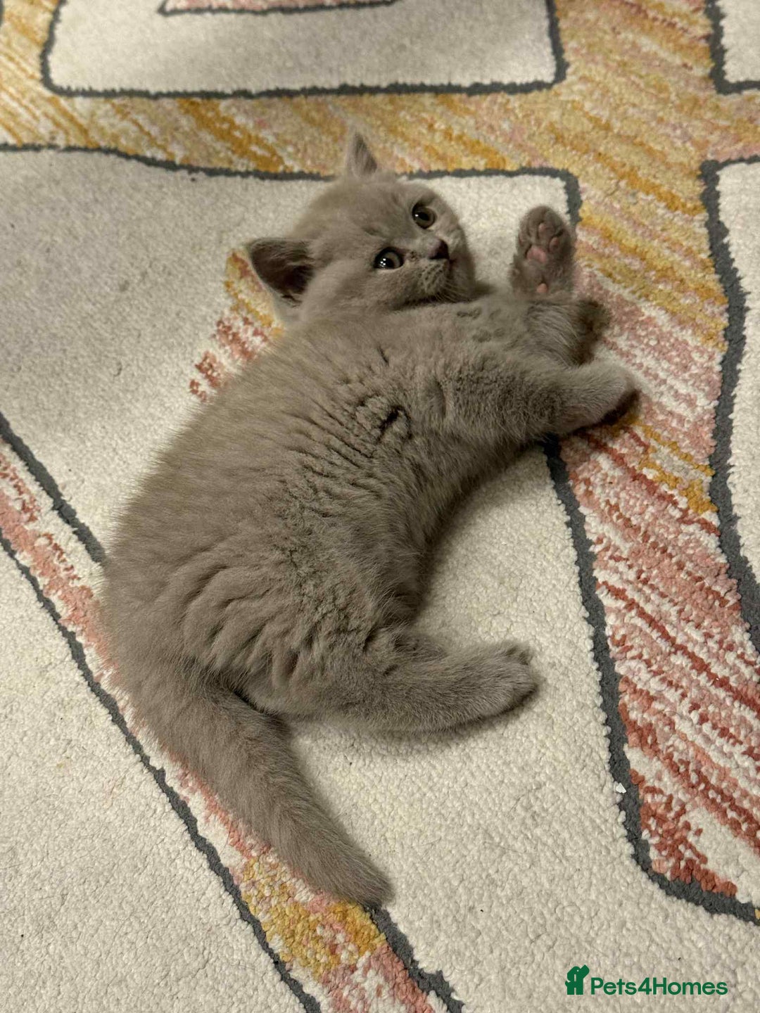 British Shorthair cats for sale: Kittens for sale - Image 9