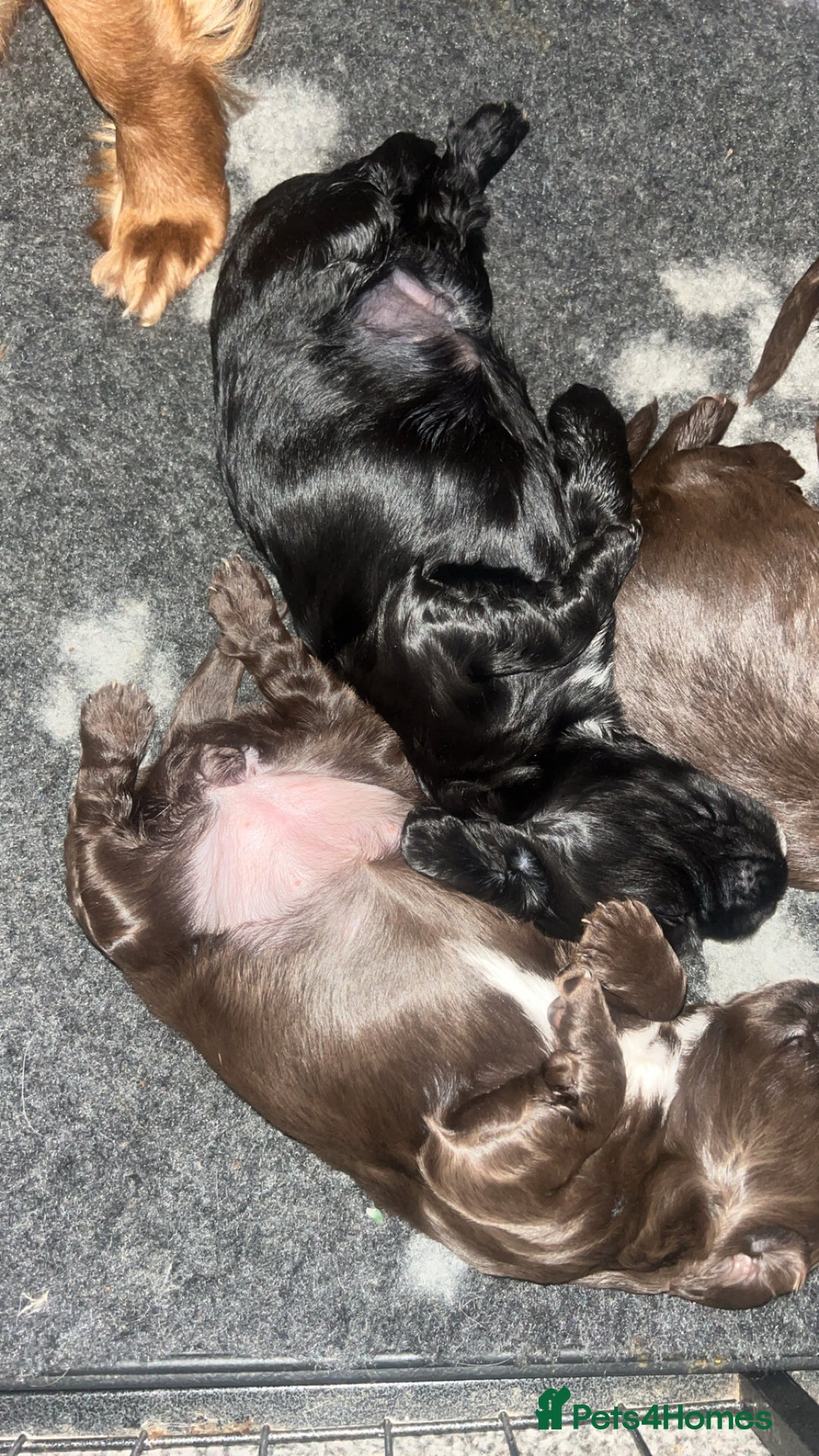 Sprocker dogs for sale: Beautiful litter of 4🫶 - Advert 3