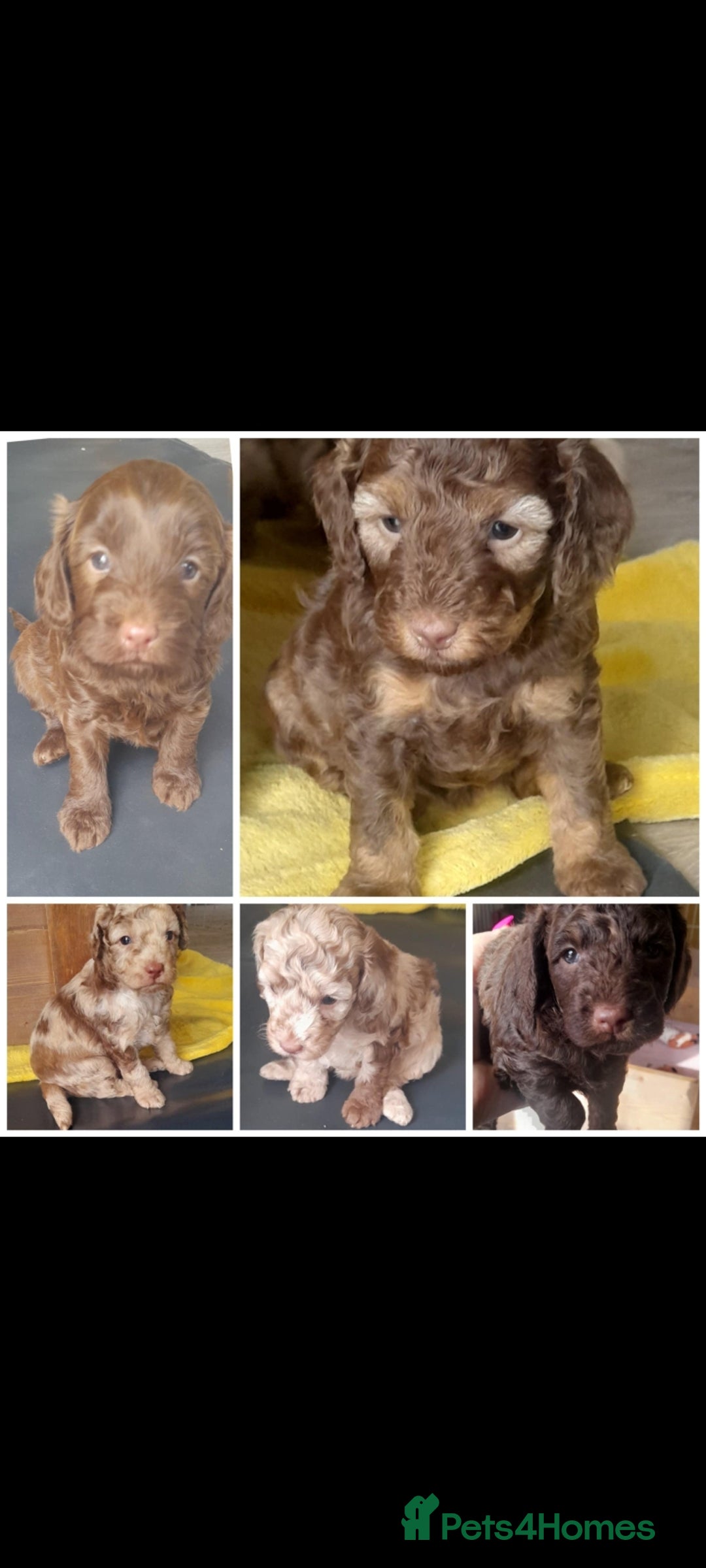 Cockapoo dogs for sale: F1b Cockapoo pups - Image 1