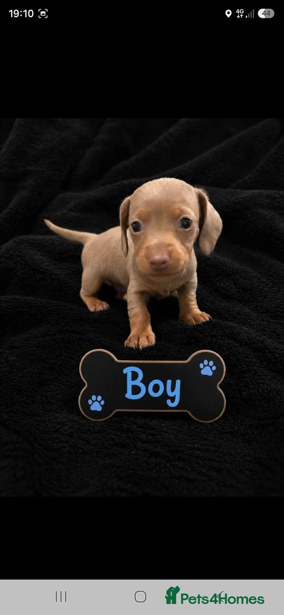 Miniature Dachshund dogs for sale: Miniature dachshunds in Liverpool - Advert 1