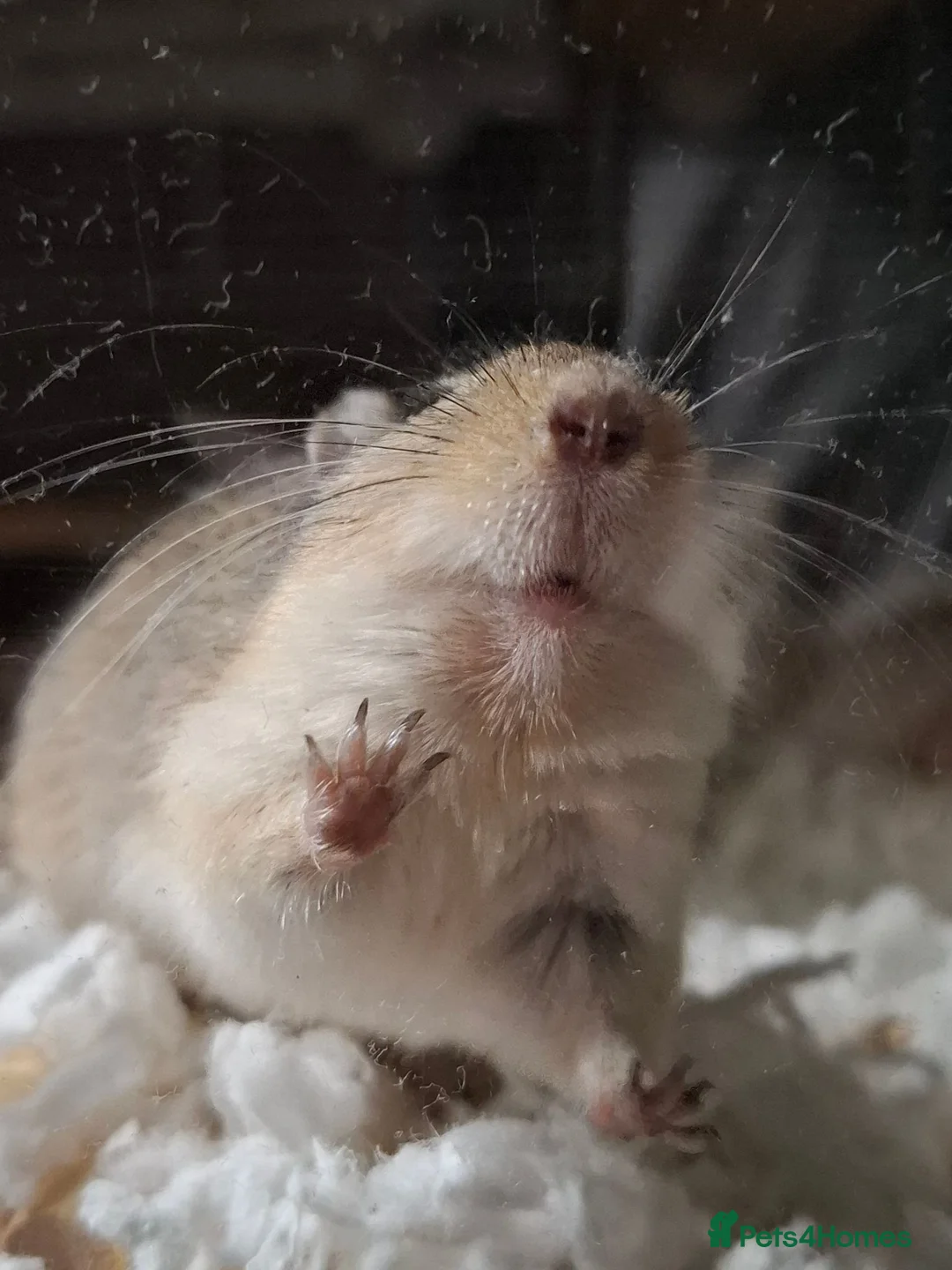 Gerbil rodents for sale: Young male gerbil in Southampton - Advert 1