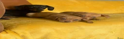 Chiweenie dogs for sale: Beautiful Chiweenie F1 Pedigree Registered Puppies in Southampton - Advert 10