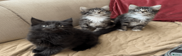 Maine Coon cats for sale: Maine Coon Absolutely Beautiful Kittens For Sale  in London - Advert 9