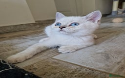Scottish Fold cats for sale: Ready To Go Now🐈Scottish straight and fold 💕  - Image 12