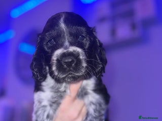 Cocker Spaniel dogs - Advert 14