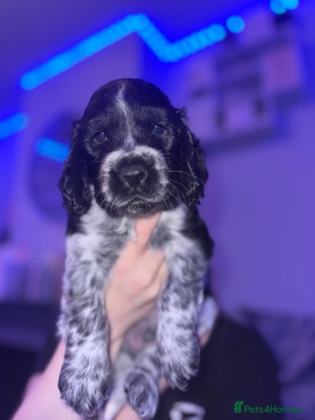 Cocker Spaniel dogs - Advert 14