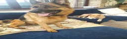 Mixed Breed dogs for sale: German Shepherd - Collie puppies = Shollies - Advert 1