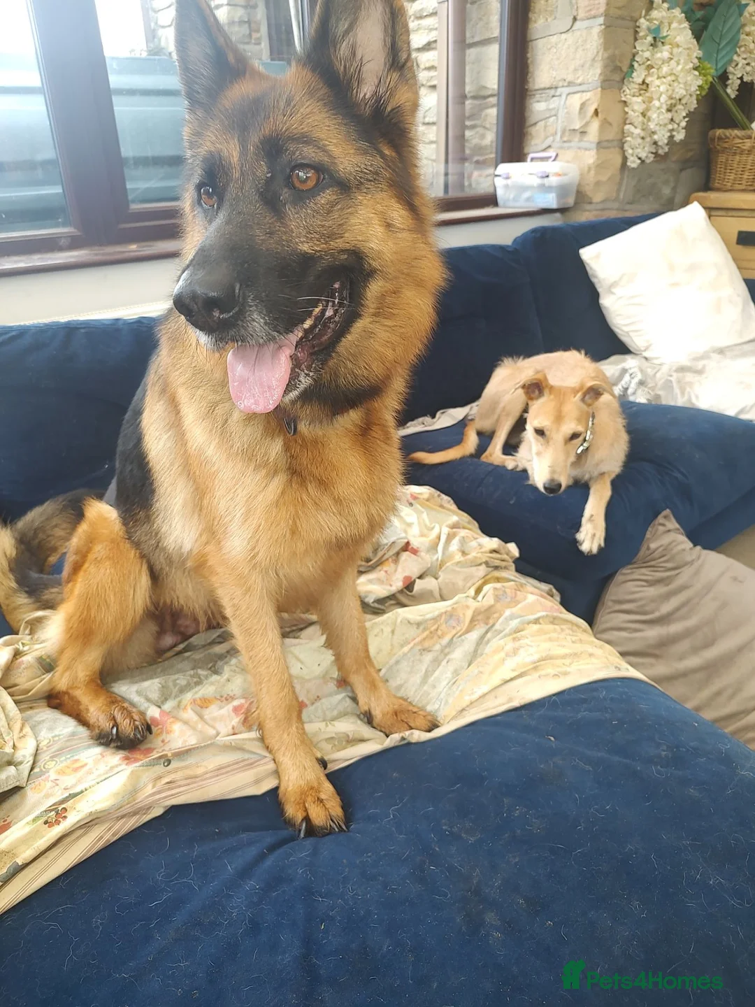 Mixed Breed dogs for sale: German Shepherd - Collie puppies = Shollies - Advert 1