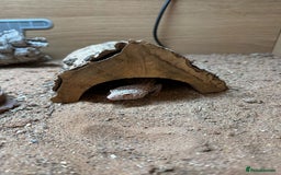 Gecko reptiles for sale: Female Albino Leopard Gecko + VivExotic Full Setup - Image 4
